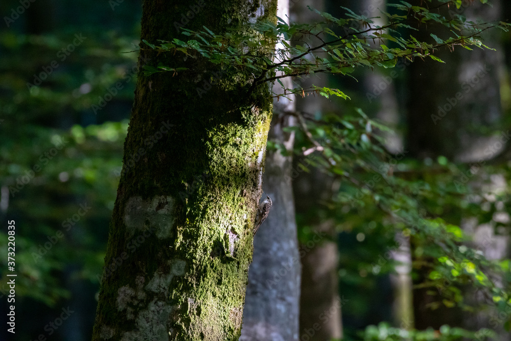 Obraz premium Forest in morning light and tree hugger