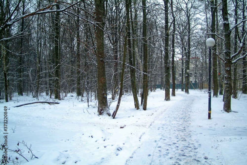 cloudy winter day in the forest, Moscow cloudy winter day in the forest, Moscow