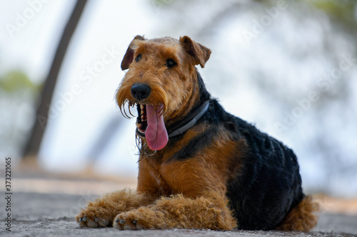 Airedale Terrier dog lies on a trail in the forest during the walking © PROMA