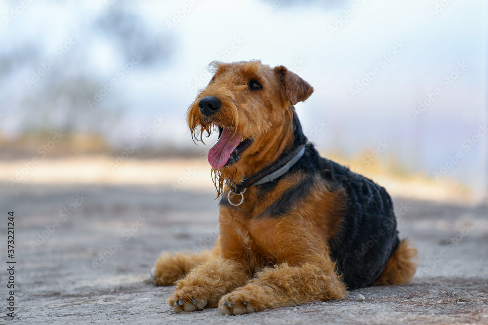 Airedale Terrier dog walking in the forest Airedale Terrier dog walking in the forest
