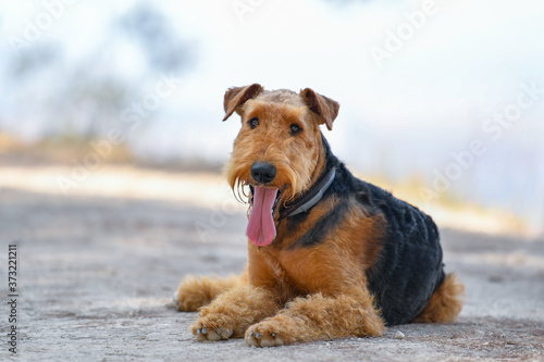 Airedale Terrier dog walking in the forest