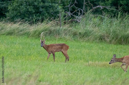 Deer on a green field