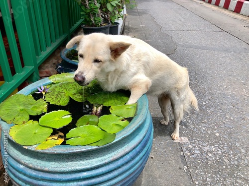 A dog climbs a lotus basin to drink water in a lotus basin. photo