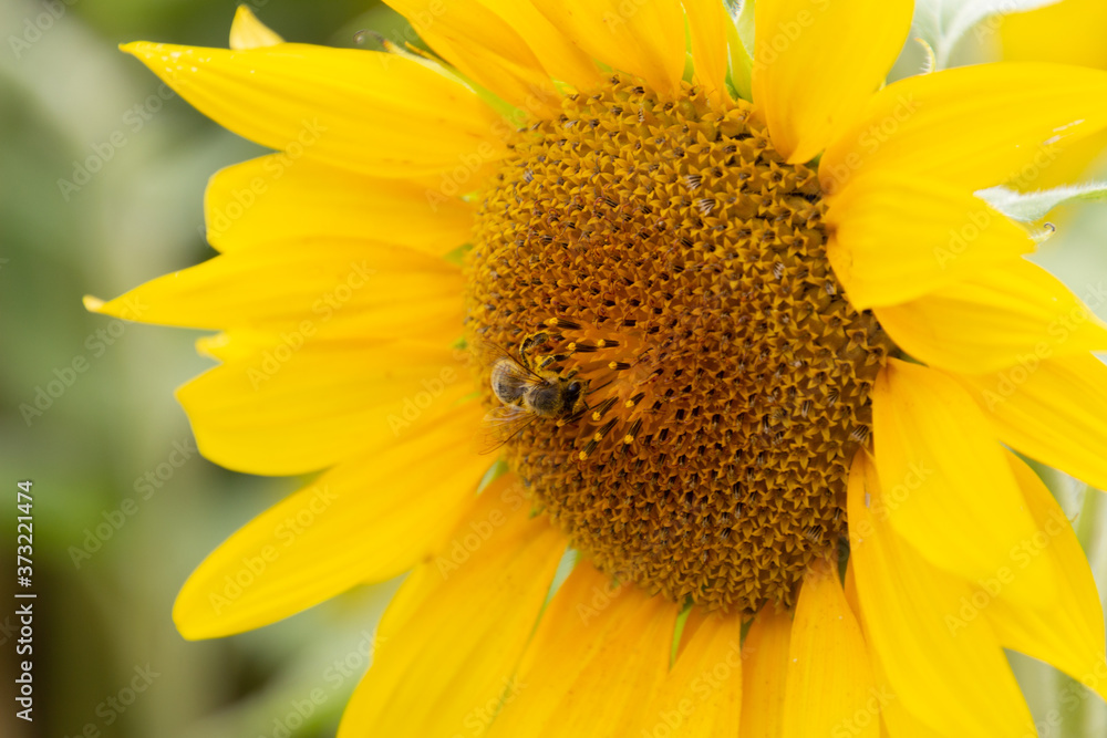 Naklejka premium Close up of bee collecting nectar in a sunflower