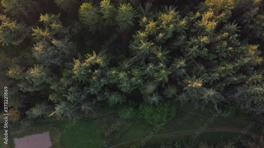 Aerial View of Forest in Early Morning, Summer 2020 Aerial View of Forest in Early Morning, Summer 2020