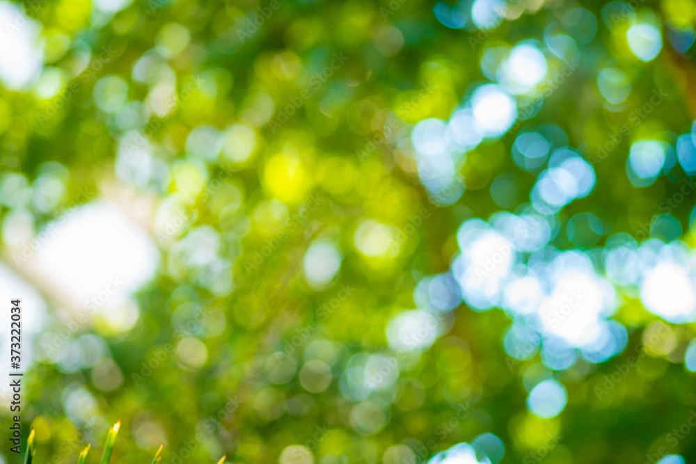 Obraz premium Natural green leaves white background with abstract blurred foliage and bright summer sunlight