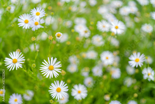 White daisies on a green meadow on a summer day. Natural green background.