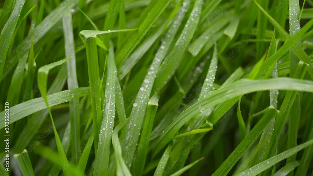 Rain drop on the leaf of rice plants. Rain drop on the leaf of rice plants.