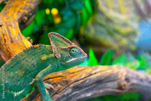 Green chameleon in the terrarium. Chameleon look.
