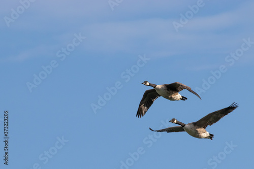 Flying white-cheeked goose