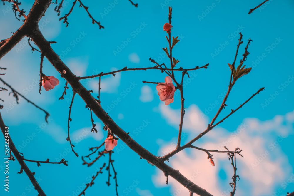 Fototapeta premium tree branches with red flowers against blue sky with clouds