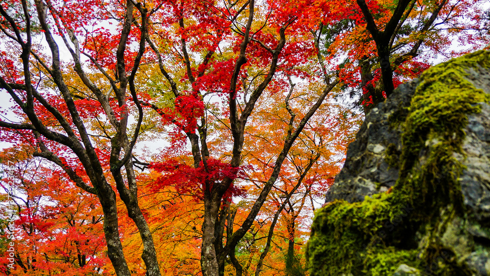 苔むす岩と紅葉