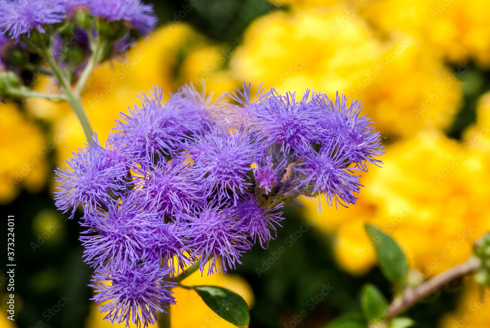 Flossflower (Ageratum houstonianum) in garden Flossflower (Ageratum houstonianum) in garden
