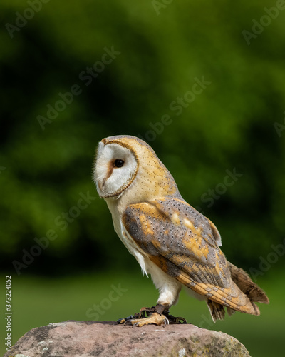 Falconry bird, Barn owl, Tyto Alba, perched on post against green background