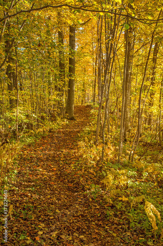 Autumn colored forest with a path
