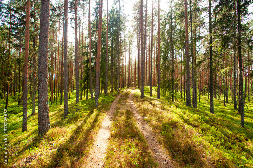 A small dirt path leading through a beautiful summery coniferous Pine grove in Estonian boreal forest. A small dirt path leading through a beautiful summery coniferous Pine grove in Estonian boreal forest.