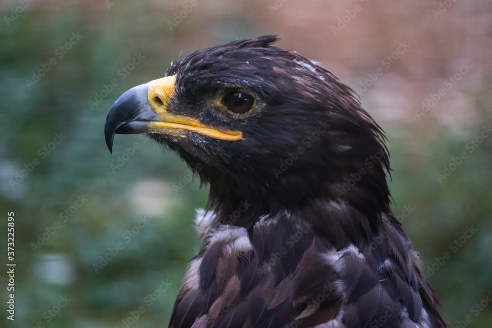 Tawny Eagle Aquila Rapax face close up portrait from profile Tawny Eagle Aquila Rapax face close up portrait from profile