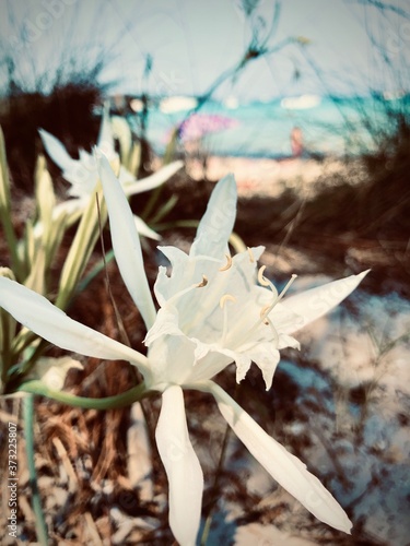 Fleur en corse