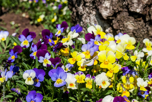 Heartsease  Viola tricolor  in garden