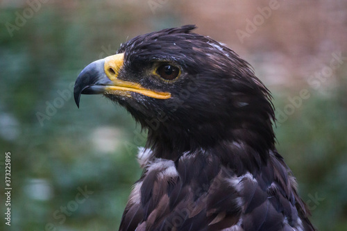 Tawny Eagle Aquila Rapax face close up portrait from profile