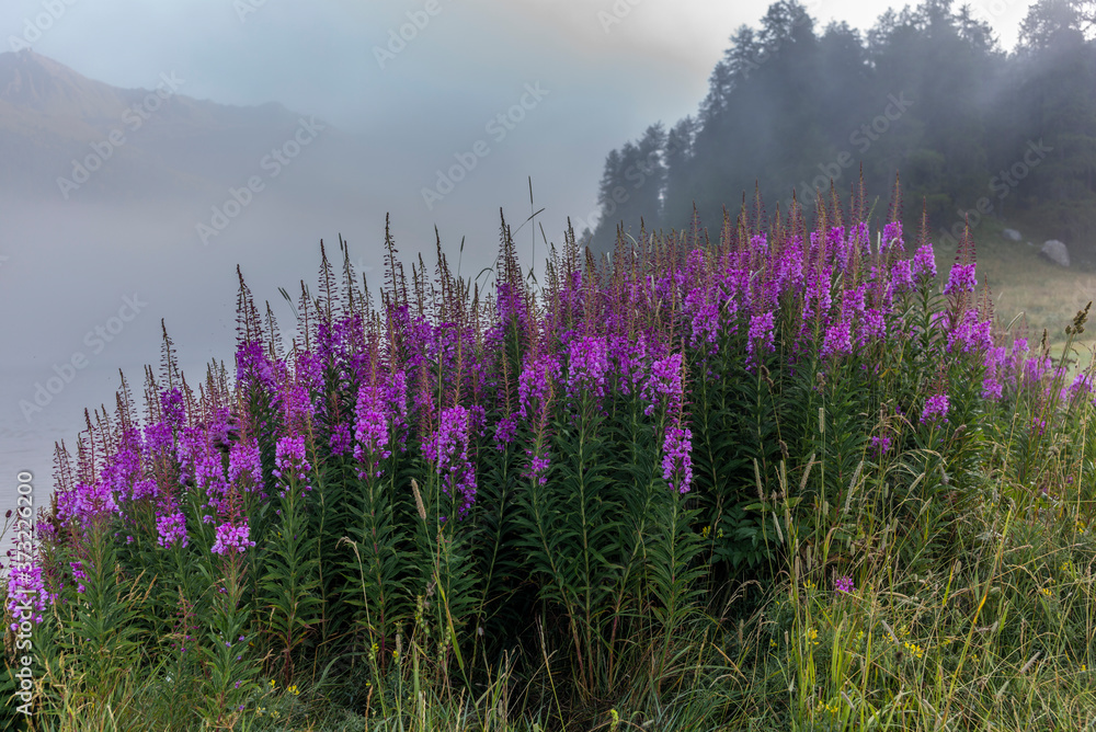 Colorful fireweed flowers on the shore of the lake of Silvaplana in the Engadin valley at sunrise with the fog over the water