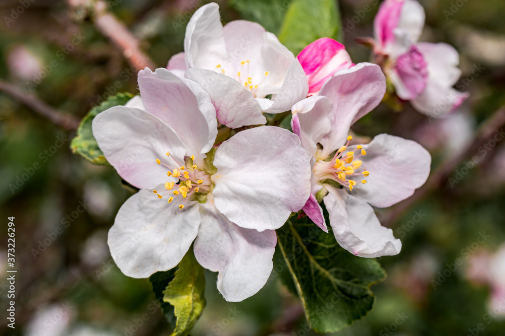 Apple Tree (Malus domestica) in orchard Apple Tree (Malus domestica) in orchard