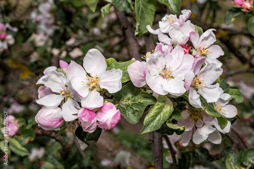Apple Tree  Malus domestica  in orchard