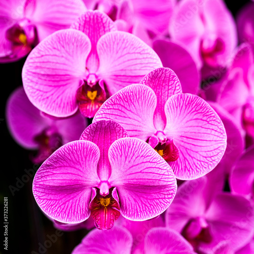 Close-up of moth orchid flowers with blurred background