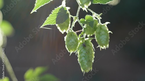 green hop umbels are hanging from a hop plant and glow in the bright sun of the summer day backlit photo