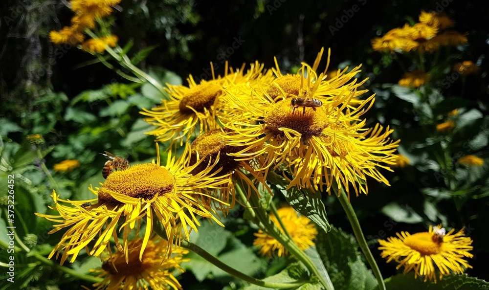 bee on sunflower