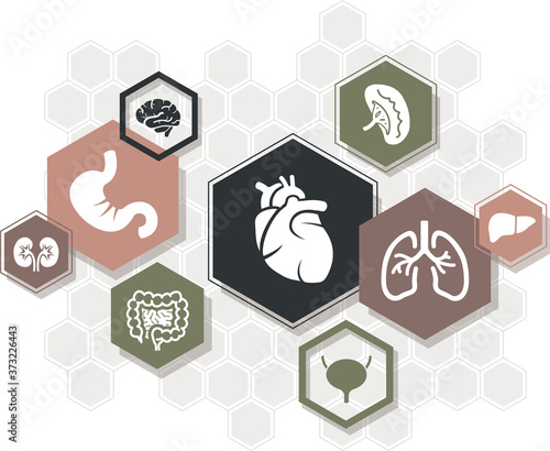 Internal organs vector illustration. Concept with connected icons related to anatomy, human body, medicine, organ biology, health care.
