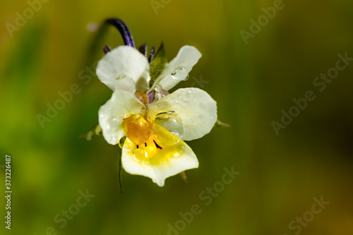 Fototapeta Naklejka Na Ścianę i Meble -  Beautiful white-yellow pansies flower with raindrops in spring garden