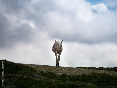 Un renne qui s'en va au loin en Suède