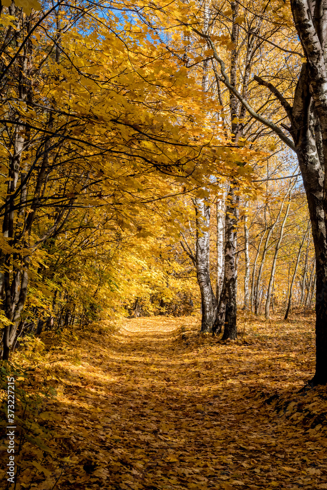 Golden fall. Silver Birch (Betula pendula) and Norway Maple (Acer platanoides) in deciduous forest, Central Russia