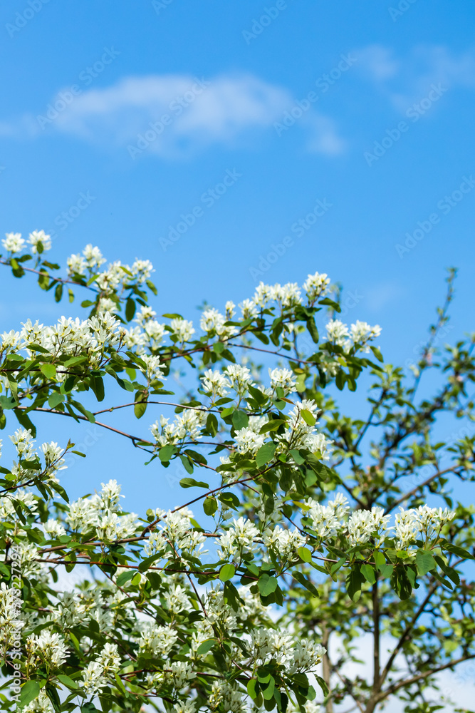 A blooming shadberry white flowers at sky background A blooming shadberry white flowers at sky background