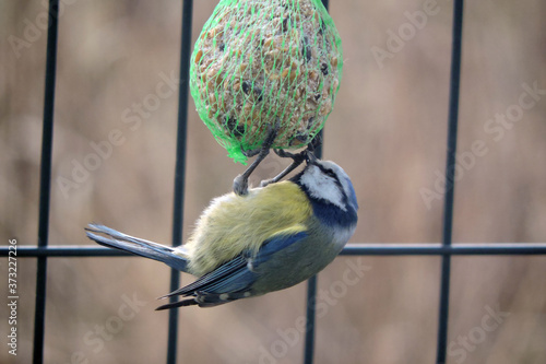 The Eurasian blue tit eating nuts, sunflower seeds and suet