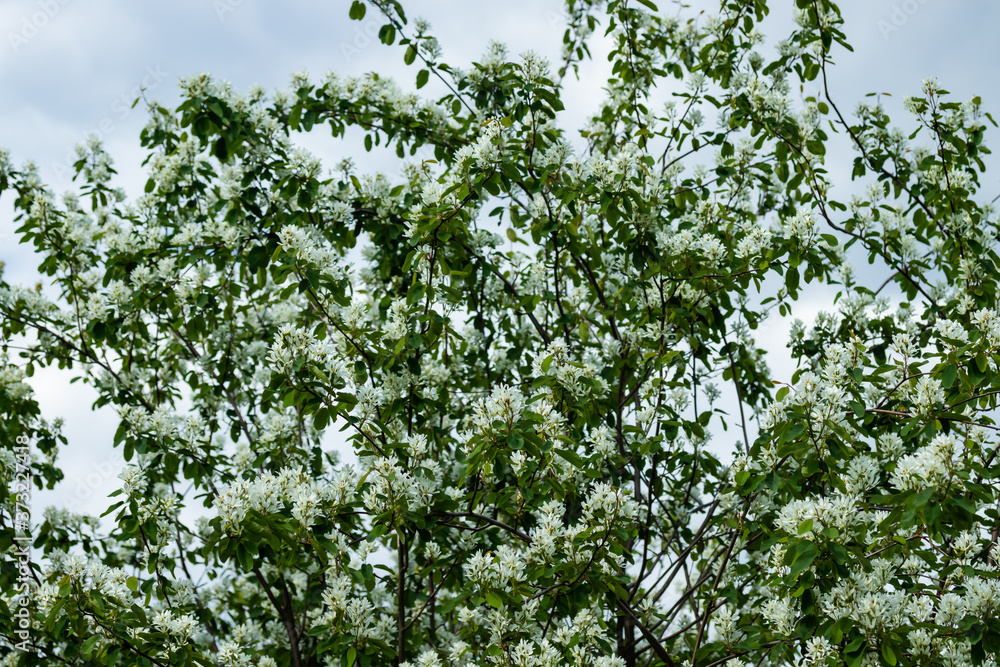 Fototapeta premium A blooming shadberry white flowers at sky background