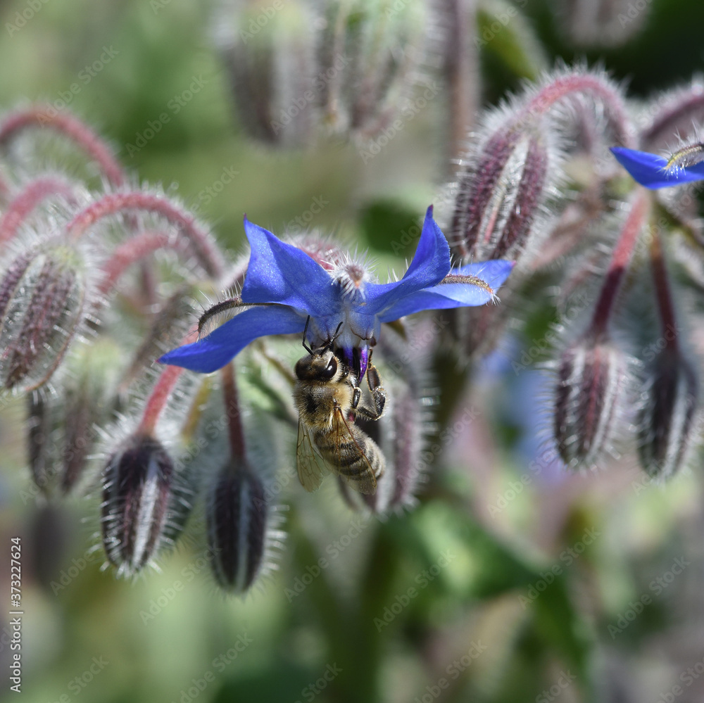 Borretsch, Borago, officinalis, Biene Borretsch, Borago, officinalis, Biene