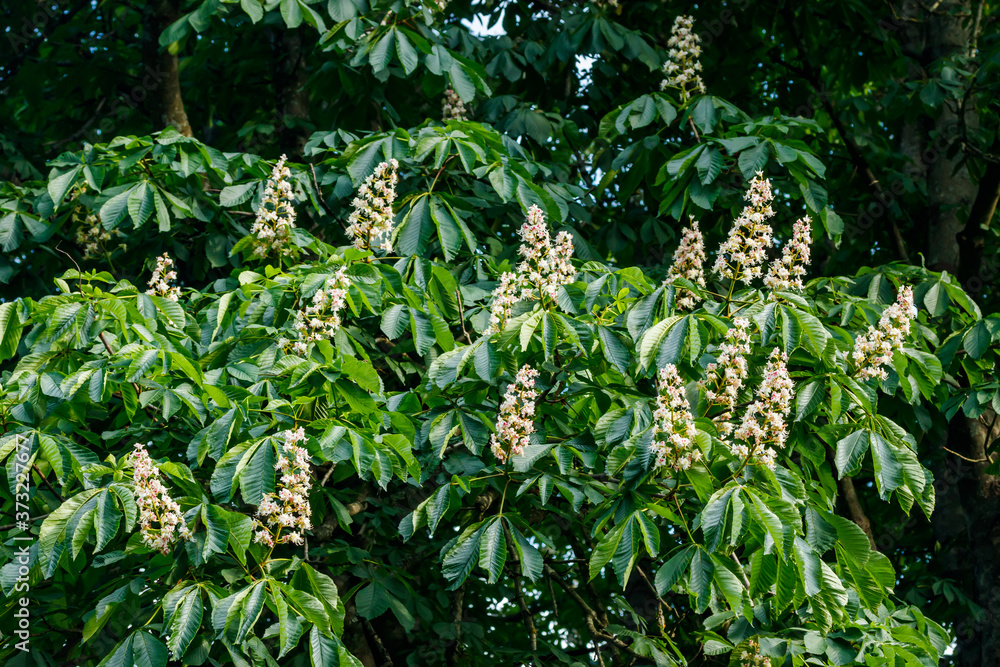 Beautiful blossoming chestnut tree at sunny summer Beautiful blossoming chestnut tree at sunny summer