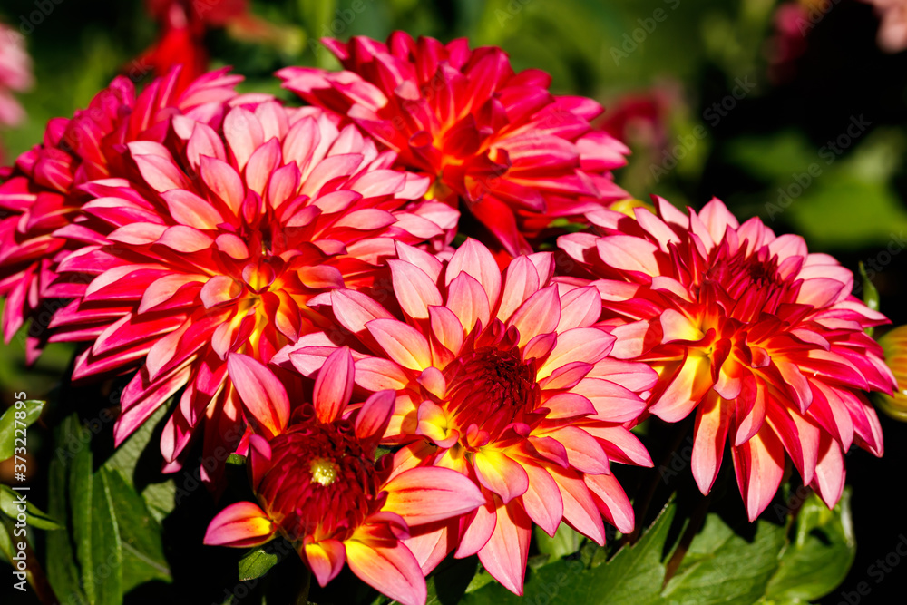 Fototapeta premium Pink bicolor dahlia flowers growing in the garden