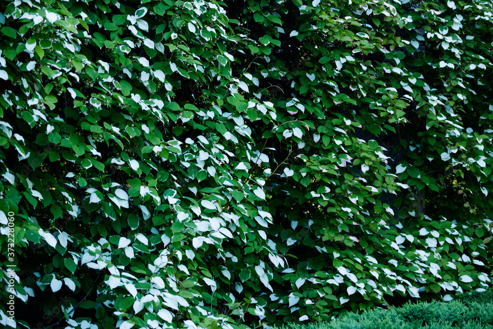 Wall with actinidia kolomikta or variegated-leaf hardy kiwi with green and white leaves Wall with actinidia kolomikta or variegated-leaf hardy kiwi with green and white leaves