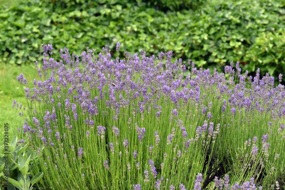 Lavendel, Lavendula, angustifolia, officinalis