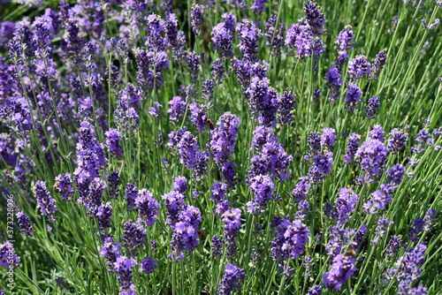 Lavendel, Lavendula, angustifolia, officinalis