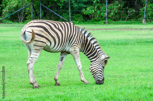 The zebra in the meadow.  Zebra in the zoo.