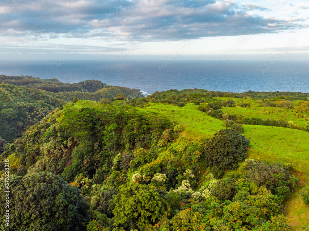 Obraz premium Green hills. Tropical forest. Hawaii