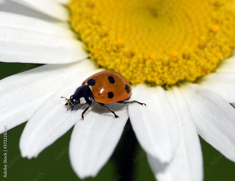 Marienkaefer; Coccinella semptempunctata Marienkaefer; Coccinella semptempunctata