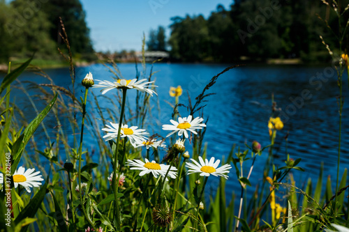 Beautiful white chamomile in grass near the lake in summer photo