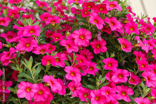 Calibrachoa or bell flower, Flower of a cultivated Million bell, Calibrachoa x hybrid