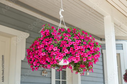 Calibrachoa or bell flower, Flower of a cultivated Million bell, Calibrachoa x hybrid photo