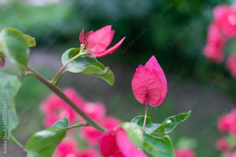 A close up of red bougainvillea flower on blurred green background. A close up of red bougainvillea flower on blurred green background.